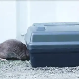 Smart Rodent Control Services: How Electronic Rodent Monitoring  Protects Your Property 24/7