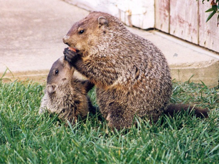 Secured Environments - Groundhog Removal