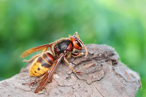 Secured Environments Pest and Wildlife Services - Hornet Control in Quincy, MA