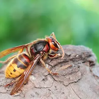Seeing Hornets on Your Property? The Problem is Not Going to Get Better Unless You Act!