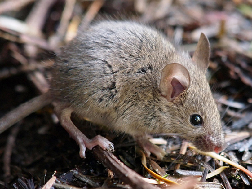 House Mouse