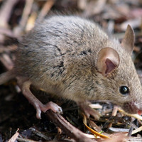 Mice