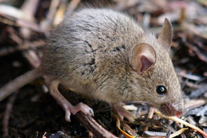 Mice