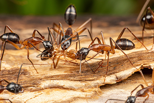 Secured Environments Pest and Wildlife - Ant Infestation