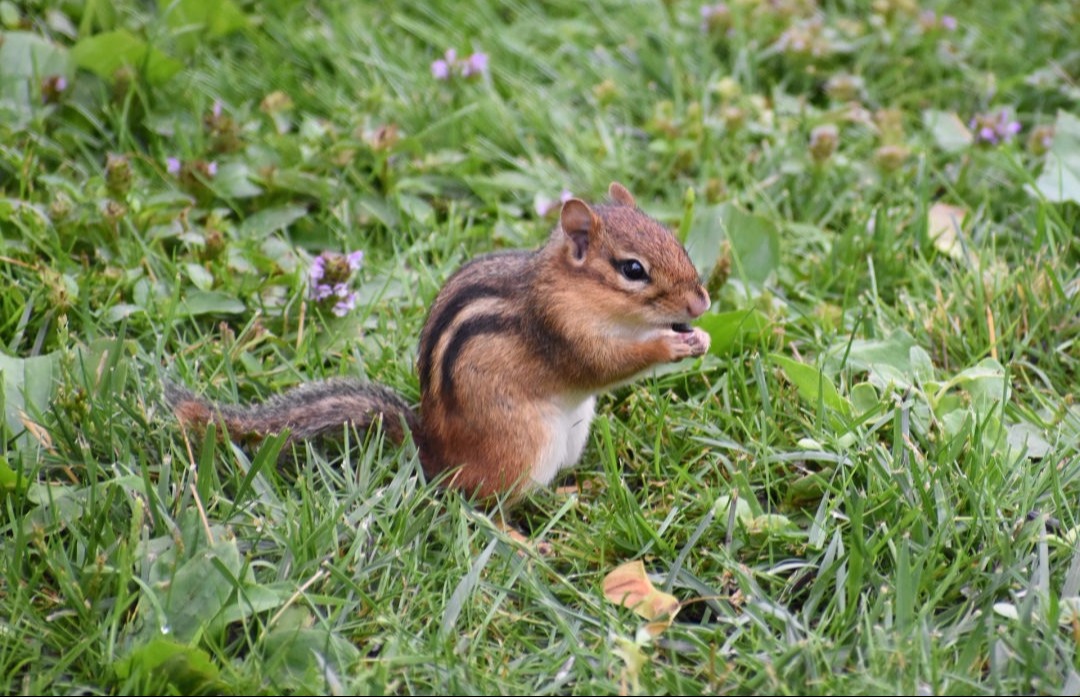 Chipmunk