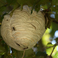 Wasps
