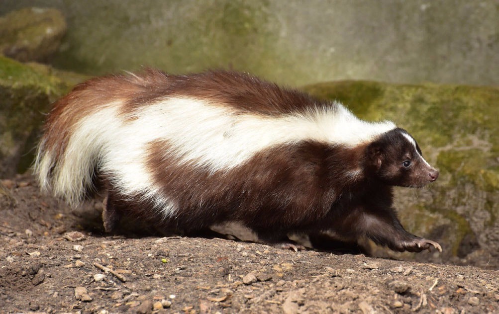 Skunks