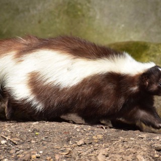 Why Skunks Dig Up Lawns in the Fall - MA, RI Pest Prevention & Control Solutions