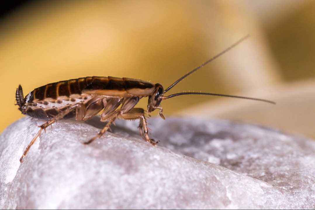 Cockroach Integrated Pest Management