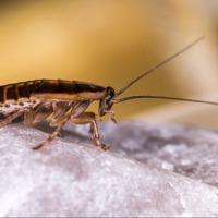 Cockroaches