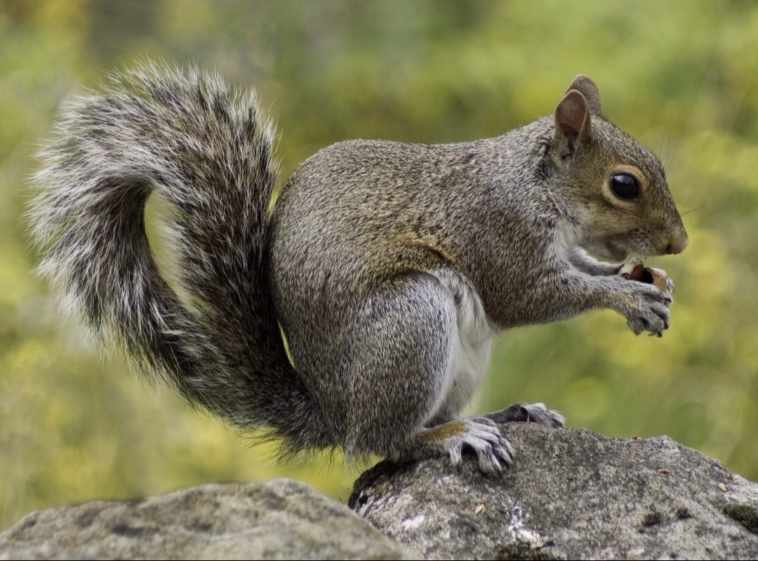 How to Get Squirrels Out of the Attic - Evictor