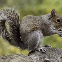 Squirrels