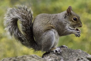 Squirrels