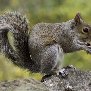 Squirrel Invasion: Battling the Spring Infestation