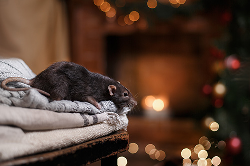Secured Environments - Mice inside a home during winter