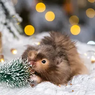 How to Protect Your Holiday Decorations from Mice and Insects
