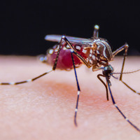 Mosquitoes