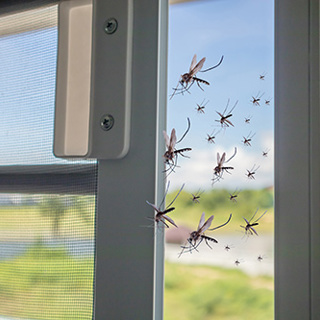 How To Protect Against Mosquitoes From Invading Your Space