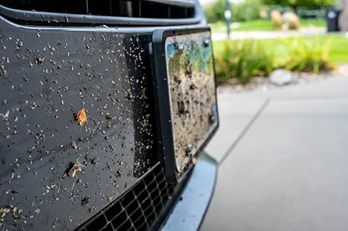 Secured Environments Pest and Wildlife Services - Mosquitoes Splattered to the Front Grill