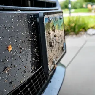 Hosting an Outdoor Gathering or Barbecue? How Can You Keep Mosquitoes Away? - MA, RI Pest Prevention & Control Solutions