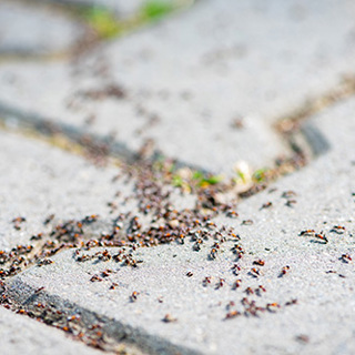 How to Eliminate Pavement Ants on Your Providence Property