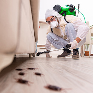 Knock-Off Pests in Your Home