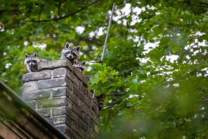 Secured Environments Pest and Wildlife Services - How Raccoons Get Into Chimneys and How to Keep Them Out