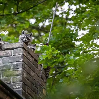 How Raccoons Get Into Chimneys and How to Keep Them Out - MA, RI Pest Prevention & Control Solutions