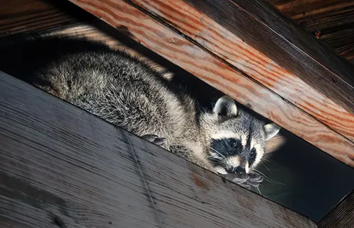 Secured Environments Pest and Wildlife Services