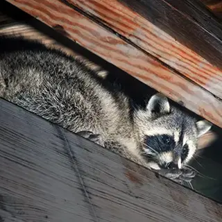 The Dangers of DIY Raccoon Removal