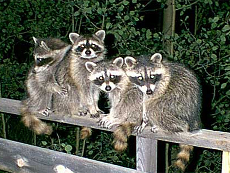 Secured Environments Pest Control and Wildlife Services - Racoons