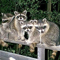 Racoons