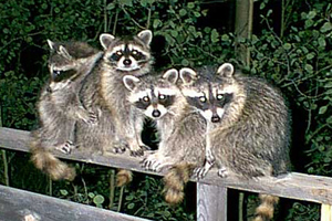 Racoons
