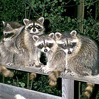 Winter Wildlife Problems? Raccoons are Now on the Prowl