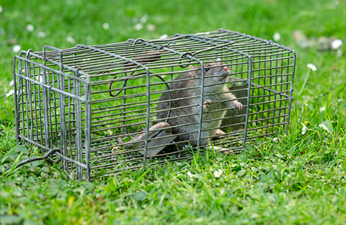Secured Environments - Rodent Control Service: Save Your Home From  Health and Costly Repair Damage