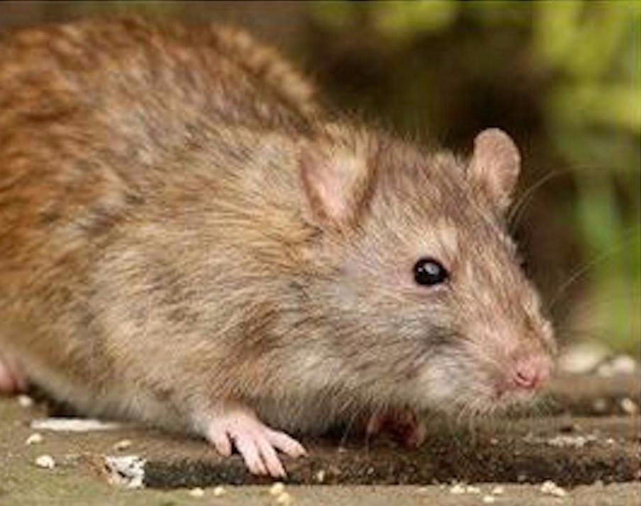 Norway Rat