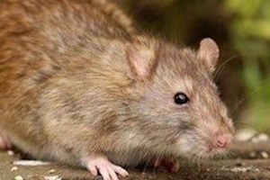 Rats