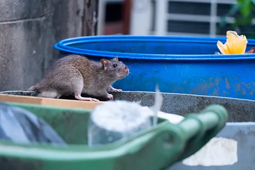 Secured Environments Pest and Wildlife Services - Garbage Management and Sanitation for Rodent Prevention