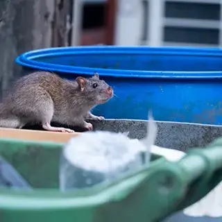 Garbage Management and Sanitation for Rodent Prevention - MA, RI Pest Prevention & Control Solutions