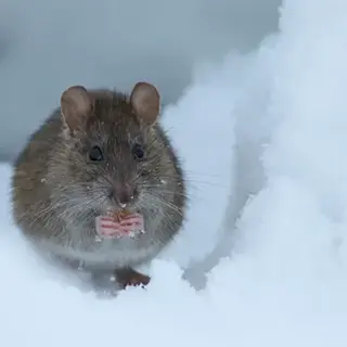 Seasonal Rat Risks: Why Infestations Spike During Winter in Dover, MA - MA, RI Pest Prevention & Control Solutions