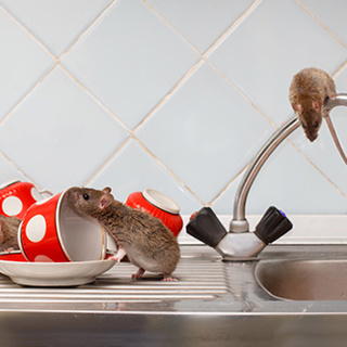 Rodents Control Services: Control Rodents Before They Control You