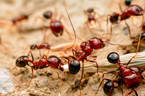 Secured Environments Pest & Wildlife Service - Ant Extermination