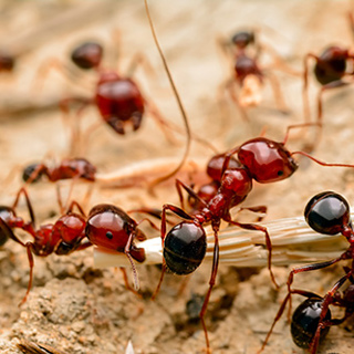 The Superiority of Professional Ant Extermination: A Comprehensive Approach