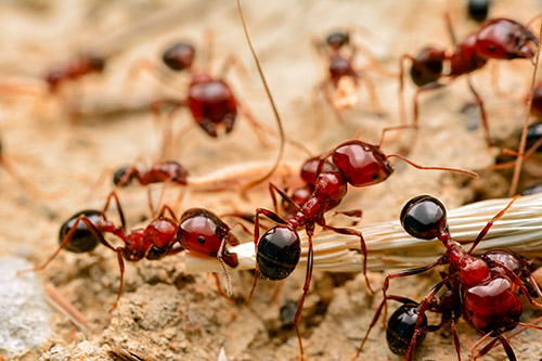 Secured Environment Pest and Wildlife Services - Ants