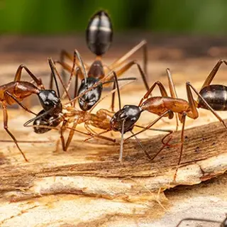 Fall Pest Awareness: Common Problems to Be On Guard