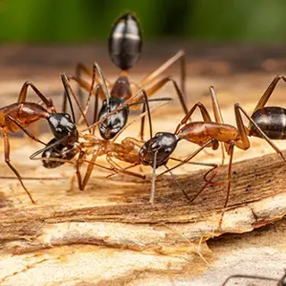 Carpenter Ants Eating Your Home This Winter? They Might Be