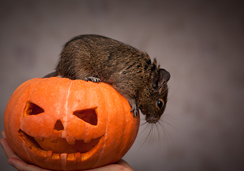 Secured Environment Pest and Wildlife Services - Rat on a Pumpkin