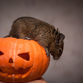 Real Creepy Pests that Will Ruin Your Halloween and Beyond! 
