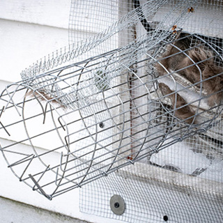 The Cost of Rodent Infestations Within Your Home: Proactive Control Pays Off Handsomely