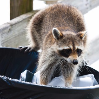 Raccoons In Your Home? They May be Cute, but they Gotta Go!